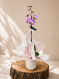 Purple Orchid Plant