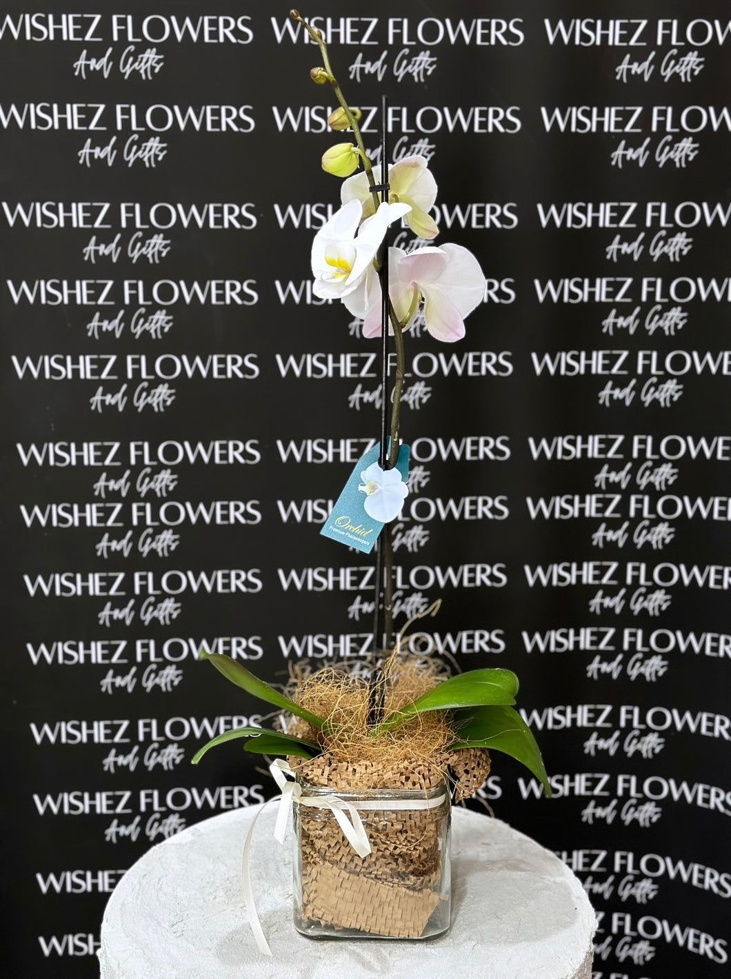 Orchid Premium Phalaenopsis Plant