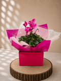 Cyclamen Mother’s Day Plant