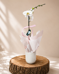 White Orchid Plant