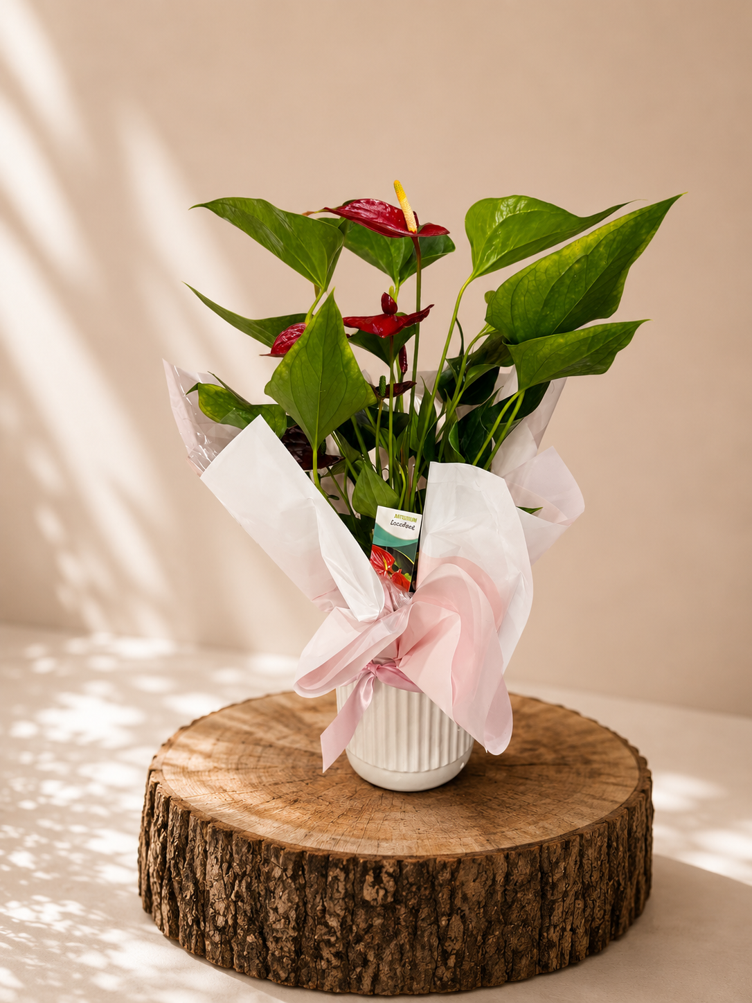 Anthurium Plant