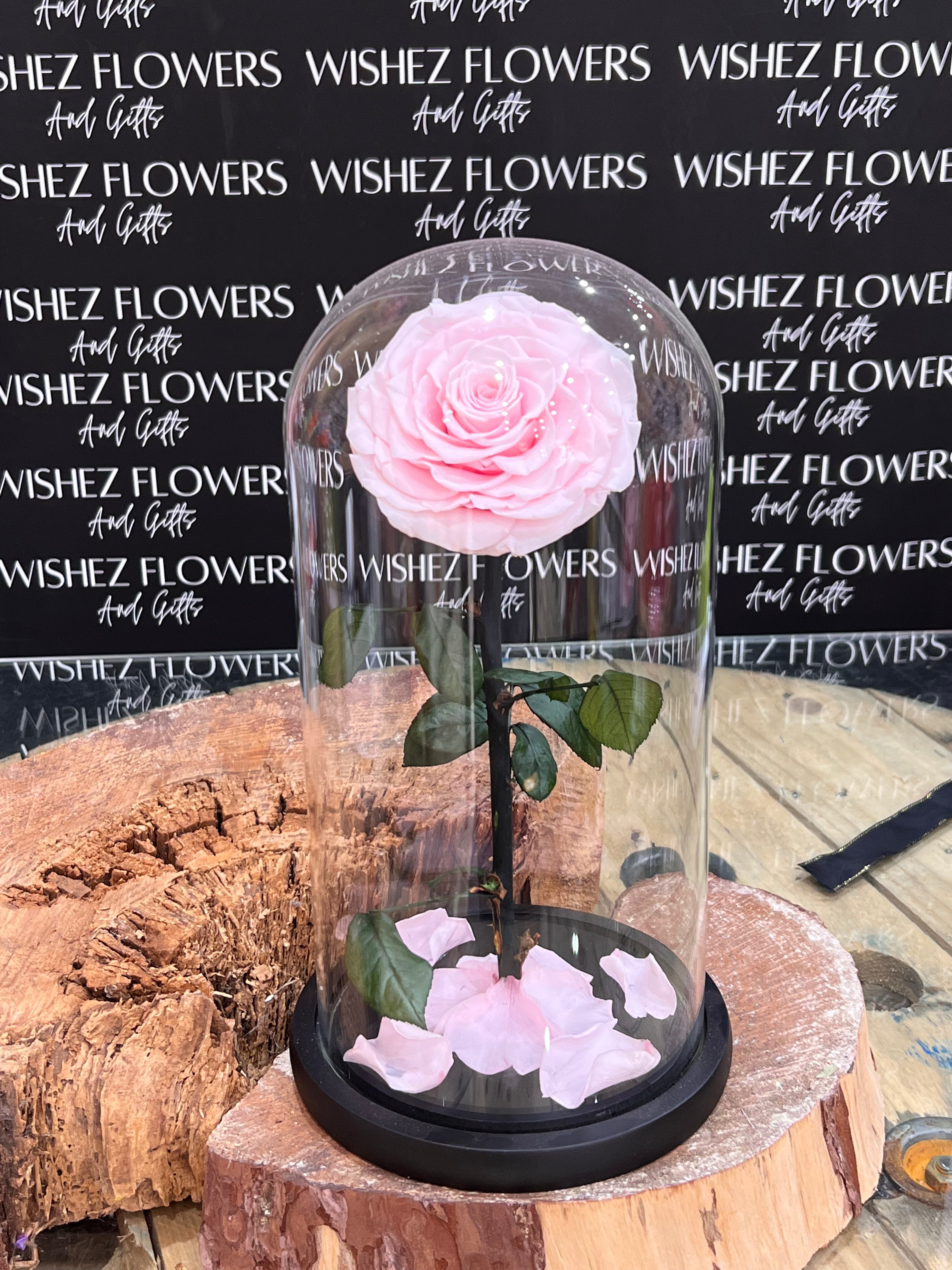 Large forever lasting rose