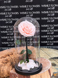 Large forever lasting rose